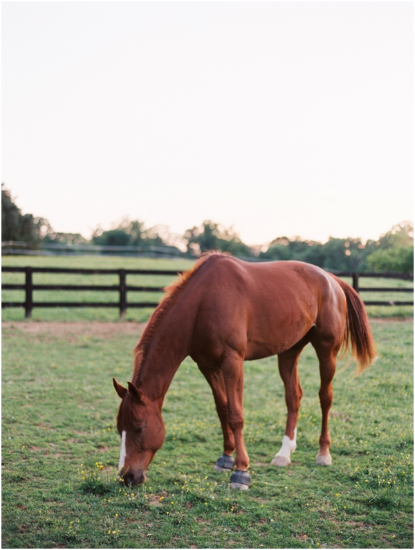 Horse grazing in field Potomac
