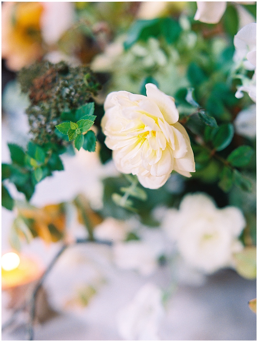 White Rose © Bonnie Sen Photography